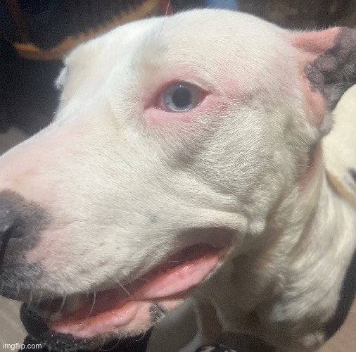 the xena | made w/ Imgflip meme maker