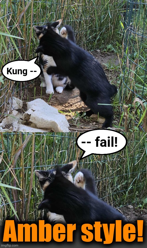 Amber style! | Kung --; -- fail! Amber style! | image tagged in memes,cats,kung fu,amber,block,jesse | made w/ Imgflip meme maker