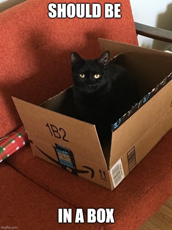Cat in an Amazon box | SHOULD BE IN A BOX | image tagged in cat in an amazon box | made w/ Imgflip meme maker