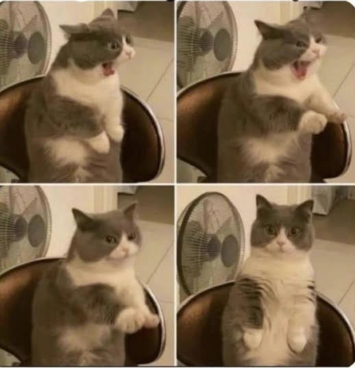 Cat Yawning Blank Meme Template