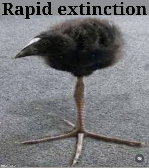 Damnation bird | Rapid extinction | image tagged in damnation bird | made w/ Imgflip meme maker