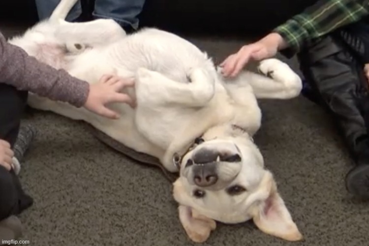 Dog belly rub | image tagged in dog belly rub | made w/ Imgflip meme maker