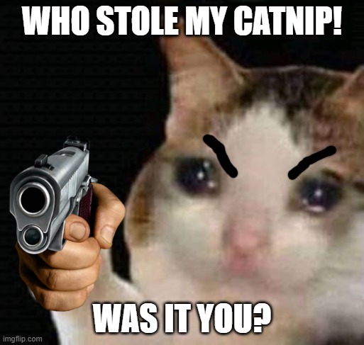 sad thumbs up cat | WHO STOLE MY CATNIP! WAS IT YOU? | image tagged in sad thumbs up cat | made w/ Imgflip meme maker