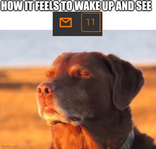 Dog accepting fate | HOW IT FEELS TO WAKE UP AND SEE | image tagged in dog accepting fate | made w/ Imgflip meme maker