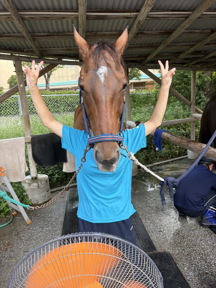 Jap Horse Blank Meme Template