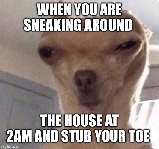 Youch!… | WHEN YOU ARE SNEAKING AROUND; THE HOUSE AT 2AM AND STUB YOUR TOE | image tagged in doggo | made w/ Imgflip meme maker