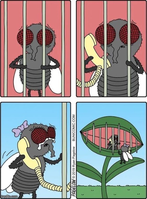 Visiting day at fly jail… | image tagged in comics,flies,venus flytrap,jail,visit | made w/ Imgflip meme maker