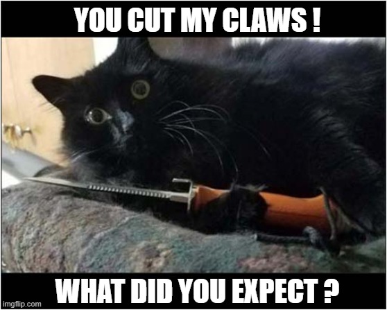 A Not So Defenceless Cat  ! | YOU CUT MY CLAWS ! WHAT DID YOU EXPECT ? | image tagged in cats,claws,defenceless,knife | made w/ Imgflip meme maker