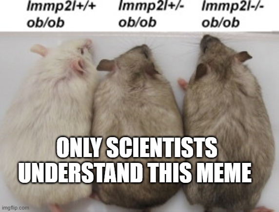 ob ob mouse | ONLY SCIENTISTS UNDERSTAND THIS MEME | image tagged in mice,meme,science | made w/ Imgflip meme maker