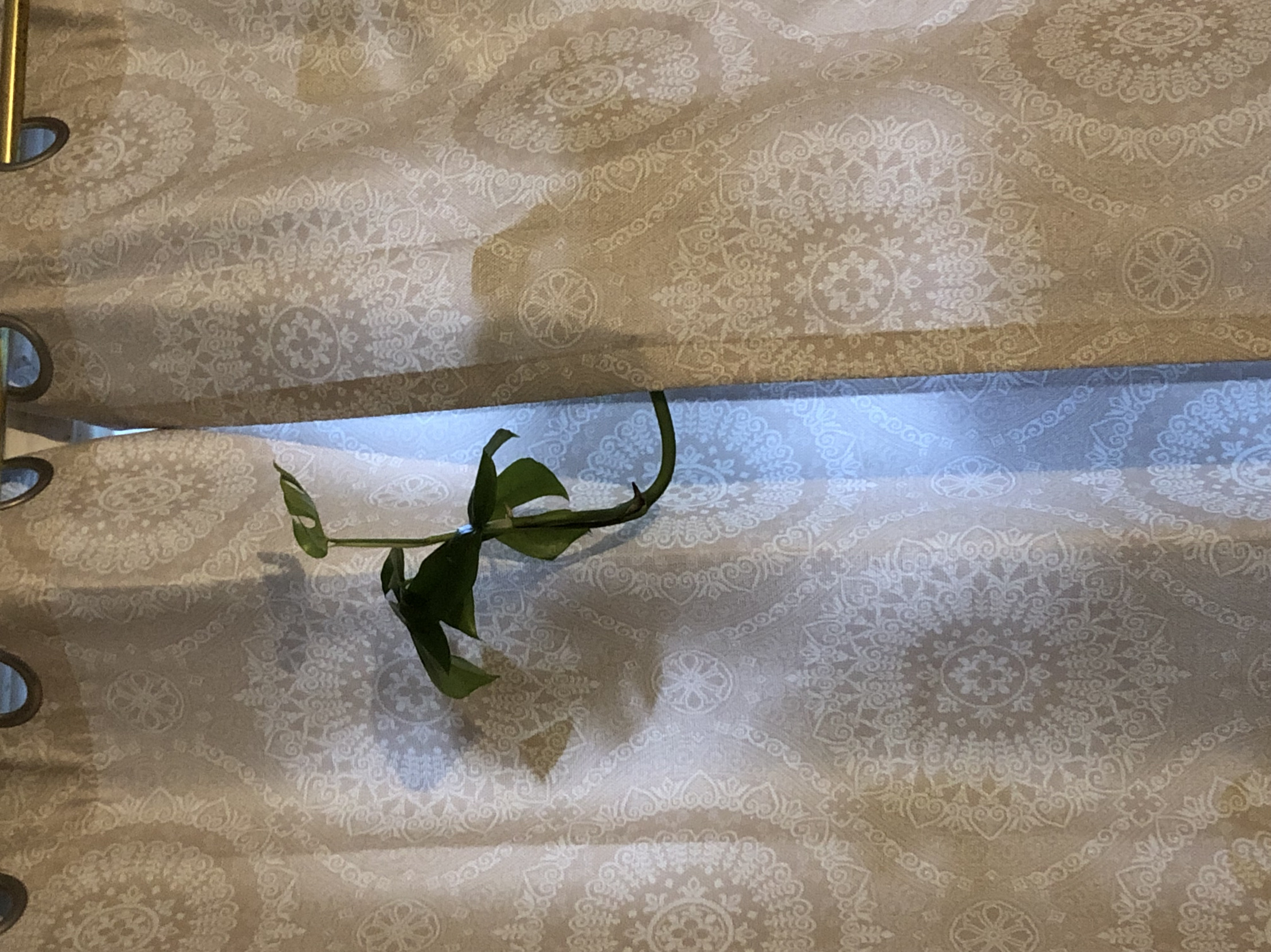 Plant Hello Blank Meme Template