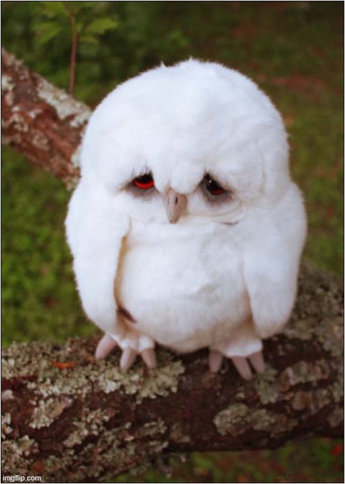 It's Monday Morning Again ! | image tagged in owl,monday mornings | made w/ Imgflip meme maker
