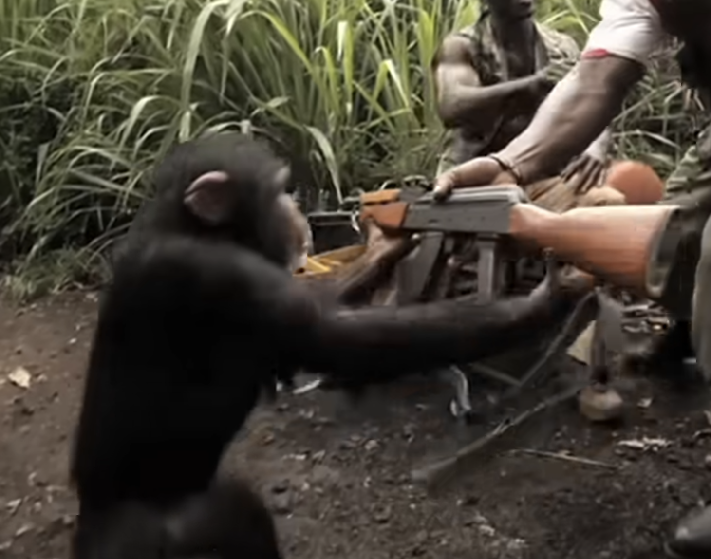 Giving an AK47 to a Monkey Blank Meme Template