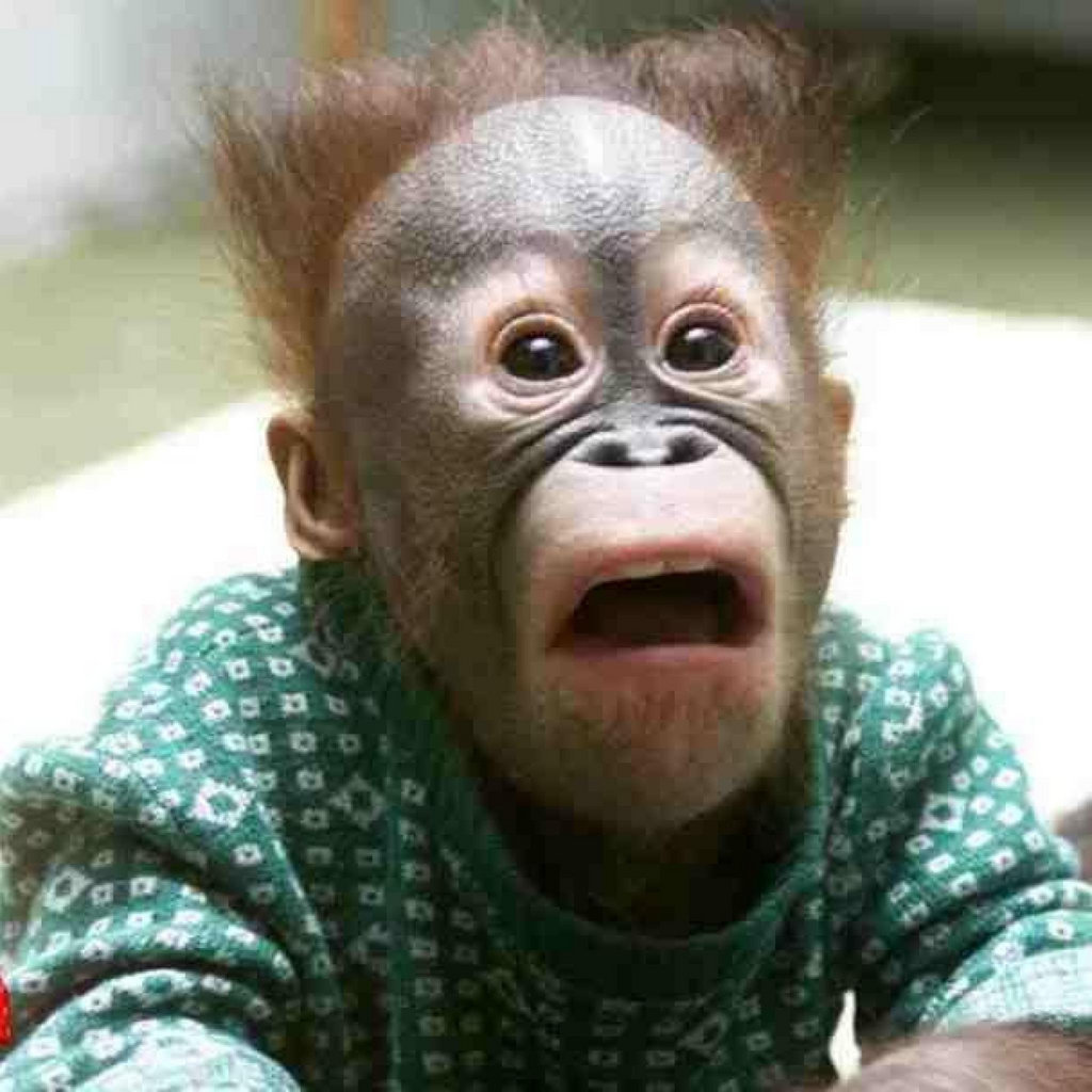 Young Orangutang Blank Meme Template