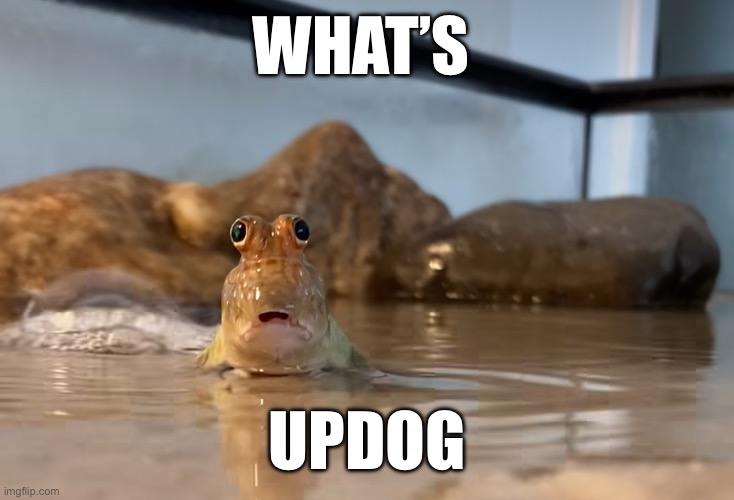 Updog | WHAT’S; UPDOG | image tagged in what | made w/ Imgflip meme maker