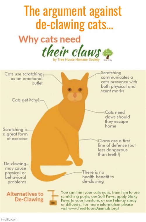Great reasons to not have your cats de-clawed… | The argument against 
de-clawing cats… | image tagged in cats,against,declawing | made w/ Imgflip meme maker