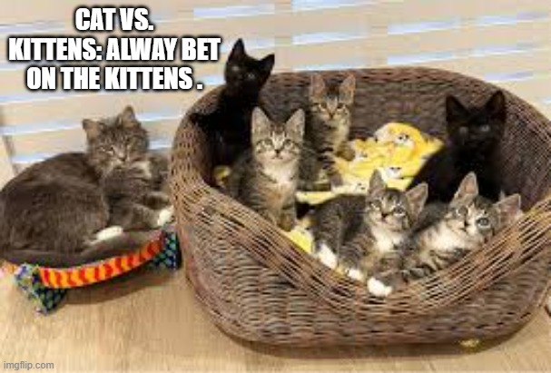 When it's a cat vs. kittens, always bet on the kittens.   - funny - | CAT VS. KITTENS: ALWAY BET ON THE KITTENS . | image tagged in cats,funny,kittens,humor,cute kittens | made w/ Imgflip meme maker