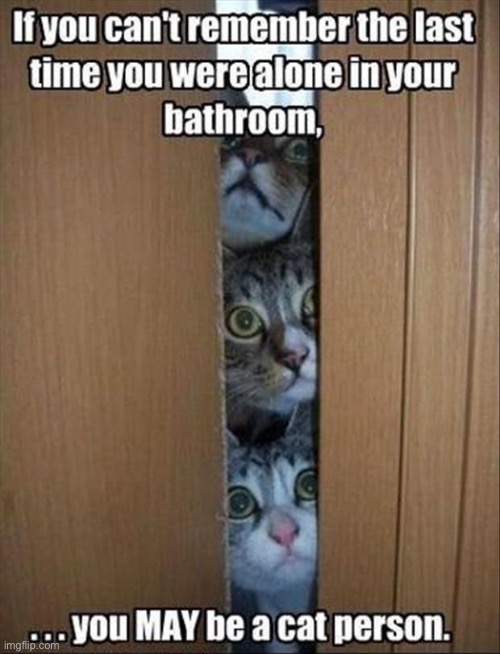 They want to see you use your litter box… | image tagged in cats,alone,in the bathroom,cat person | made w/ Imgflip meme maker