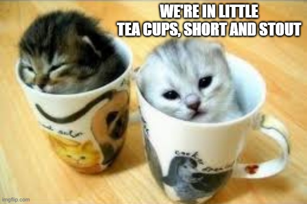 We're in little tea cups, short and stout.    - cats, kittens - | WE'RE IN LITTLE TEA CUPS, SHORT AND STOUT | image tagged in cats,funny,kittens,humor,cute,cute kittens | made w/ Imgflip meme maker