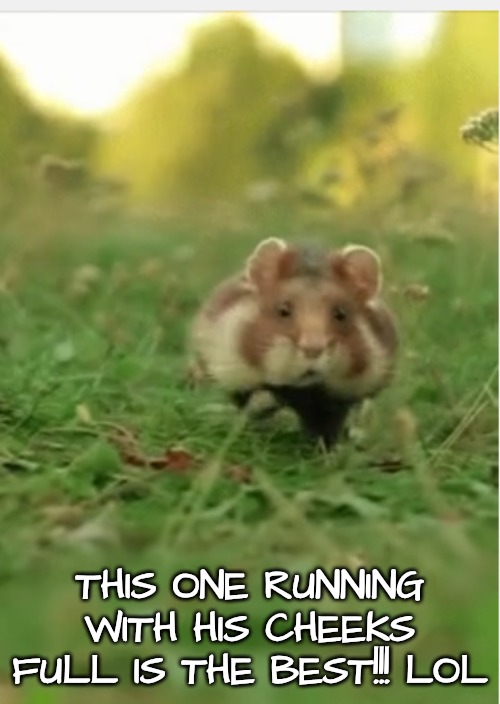 THIS ONE RUNNING WITH HIS CHEEKS FULL IS THE BEST!!! LOL | made w/ Imgflip meme maker