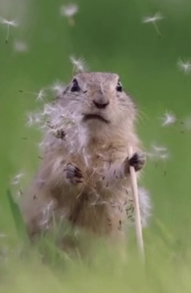 Chipmunk disappointed Blank Meme Template