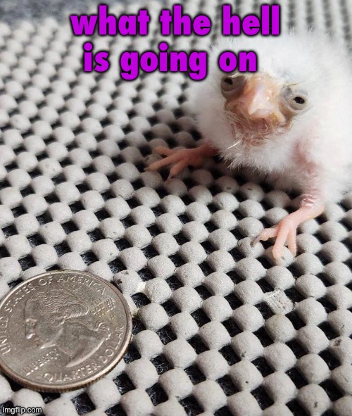 birb | what the hell is going on | image tagged in birb | made w/ Imgflip meme maker