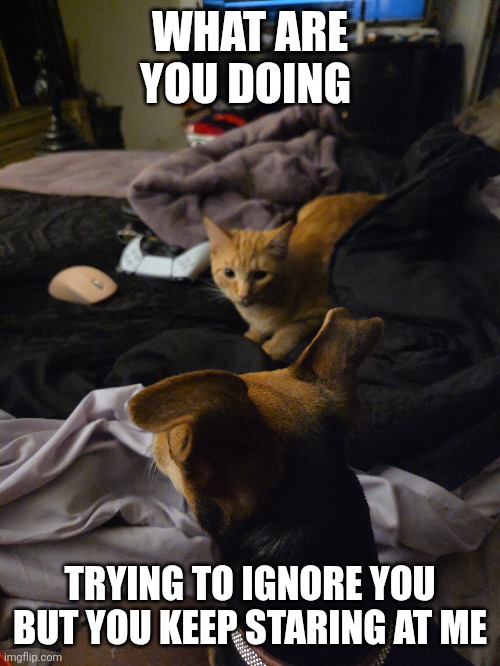 Rusty and Coco | WHAT ARE YOU DOING; TRYING TO IGNORE YOU BUT YOU KEEP STARING AT ME | image tagged in cats,funny dogs,funny memes,funny animals,dogs an cats | made w/ Imgflip meme maker