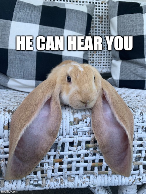 look at the size of those ears | HE CAN HEAR YOU | image tagged in animals,rabbit,stupid humor | made w/ Imgflip meme maker
