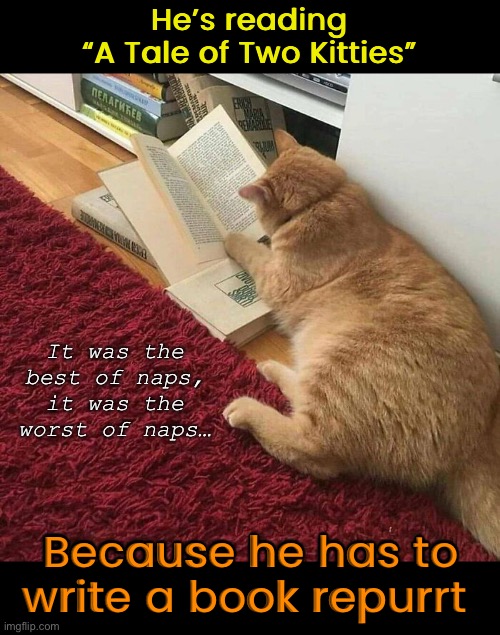 A Charles Lickens classic. | He’s reading
“A Tale of Two Kitties”; It was the best of naps, it was the worst of naps…; Because he has to write a book repurrt | image tagged in funny cat memes | made w/ Imgflip meme maker