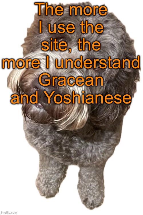 If Yoshi tells you to leave it doesn‘t mean „Leave the site I don‘t like you“, it means „leave the site it‘s for your own good“ | The more I use the site, the more I understand Gracean and Yoshianese | image tagged in norther's dog | made w/ Imgflip meme maker
