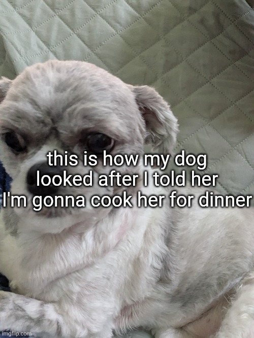 this is how my dog looked after I told her I'm gonna cook her for dinner | made w/ Imgflip meme maker
