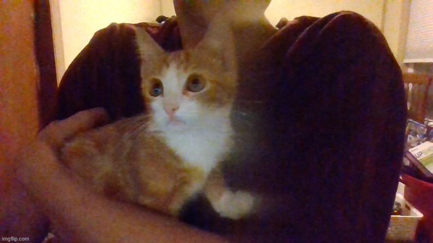 so uh, i have a new kitten, his name is Yogurt | made w/ Imgflip meme maker