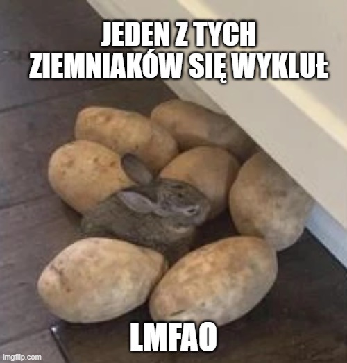 mouse potato | JEDEN Z TYCH ZIEMNIAKÓW SIĘ WYKLUŁ; LMFAO | image tagged in potato,stupid,haha | made w/ Imgflip meme maker