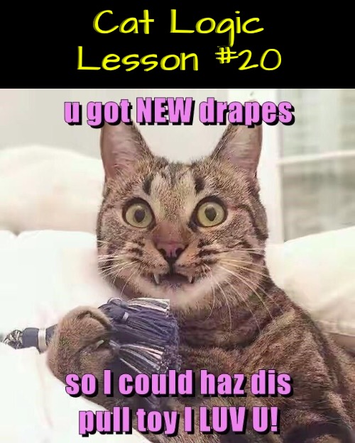 Logic Lesson #20 | Cat Logic Lesson #20 | image tagged in cats,funny cat memes,life lessons,illogical,logic,duhhh dumbass | made w/ Imgflip meme maker