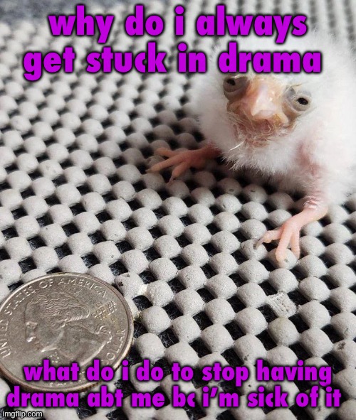 literally all that’s been happening to me is mfs starting drama for no reason | why do i always get stuck in drama; what do i do to stop having drama abt me bc i’m sick of it | image tagged in birb | made w/ Imgflip meme maker