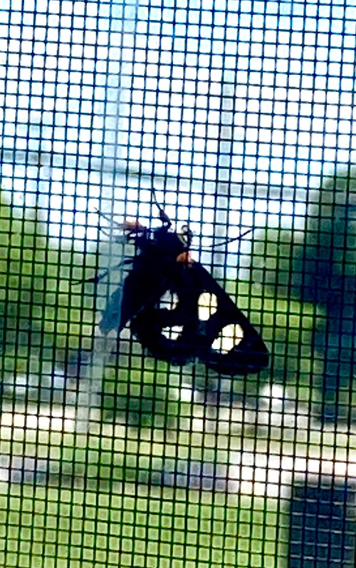 Cool Moth with sheer spotted wings that look like holes | image tagged in moth,nature,bugs,zoom,design,animals | made w/ Imgflip meme maker