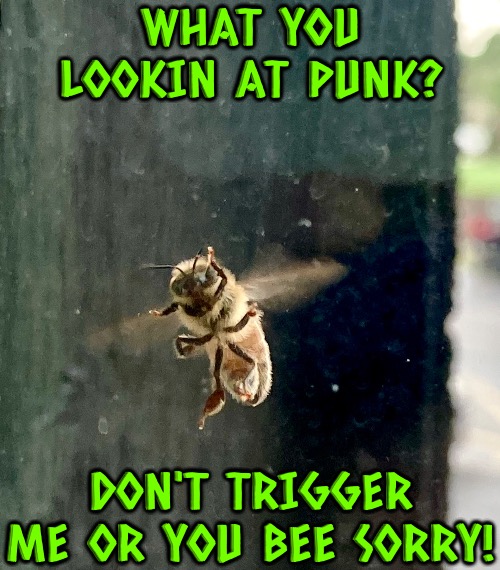 You Bee Sorry | WHAT YOU LOOKIN AT PUNK? DON'T TRIGGER ME OR YOU BEE SORRY! | image tagged in bees,photography,face,bugs,what are you looking at,funny animals | made w/ Imgflip meme maker