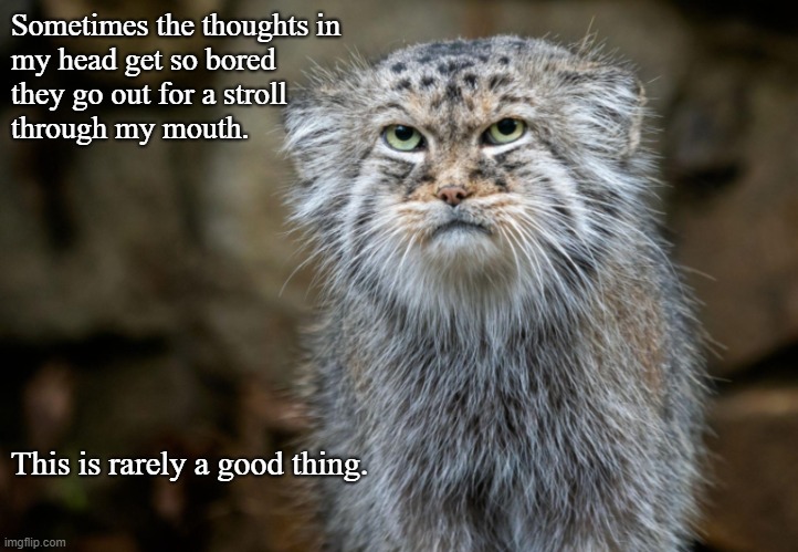 thoughts in my head | Sometimes the thoughts in
my head get so bored
they go out for a stroll
through my mouth. This is rarely a good thing. | image tagged in cats | made w/ Imgflip meme maker