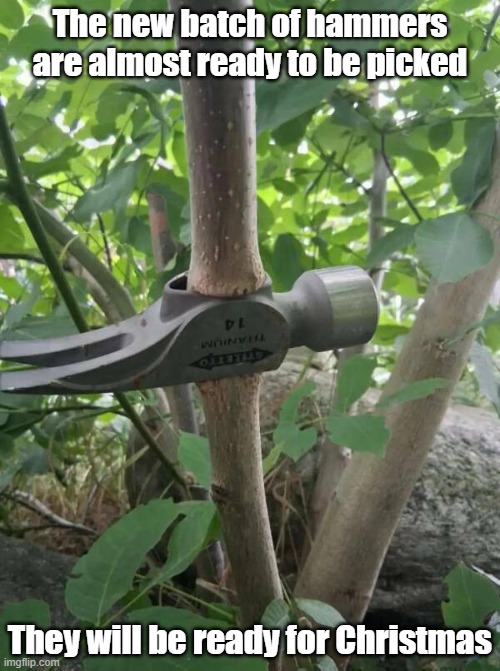 Nailed that one | The new batch of hammers are almost ready to be picked; They will be ready for Christmas | image tagged in hammer,farming,tools,grower not a shower | made w/ Imgflip meme maker