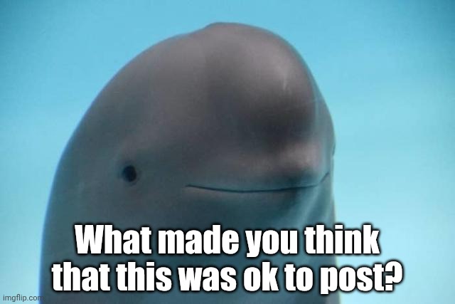 smiling dolphin | What made you think that this was ok to post? | image tagged in smiling dolphin | made w/ Imgflip meme maker