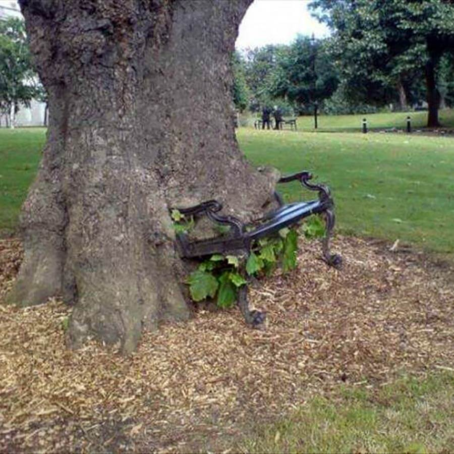 tree eating bench Blank Meme Template