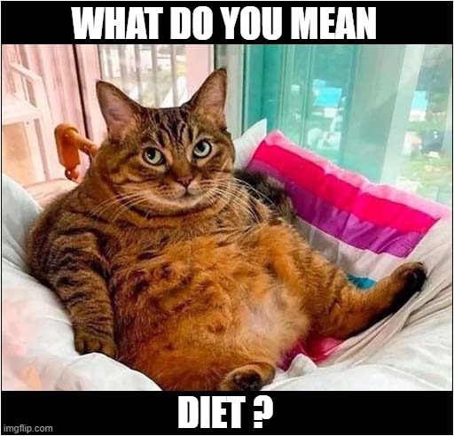 An Awkward Conversation | WHAT DO YOU MEAN; DIET ? | image tagged in cats,obese,diet | made w/ Imgflip meme maker