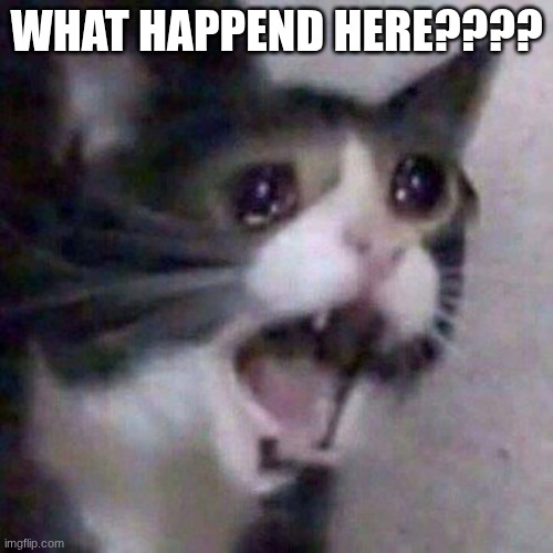 :( | WHAT HAPPEND HERE???? | image tagged in screaming cat meme | made w/ Imgflip meme maker