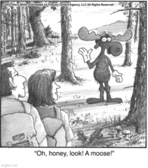 Where’s Rocky? | image tagged in comics,harry bliss,woods,moose,bullwinkle,hiking | made w/ Imgflip meme maker