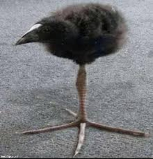 Tripod Bird | image tagged in tripod bird | made w/ Imgflip meme maker