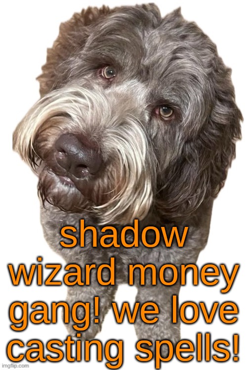 Norther's dog | shadow wizard money gang! we love casting spells! | image tagged in norther's dog | made w/ Imgflip meme maker