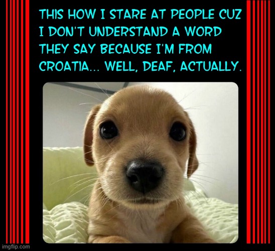 Why I always say, "WHAT?" | image tagged in vince vance,cute puppy,bewildered,foreign language,croatia,deaf | made w/ Imgflip meme maker