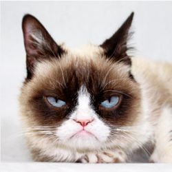 Grumpy Cat Blank Meme Template