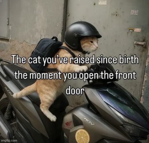 ride or die, fluffy | image tagged in memes,funny,cats | made w/ Imgflip meme maker