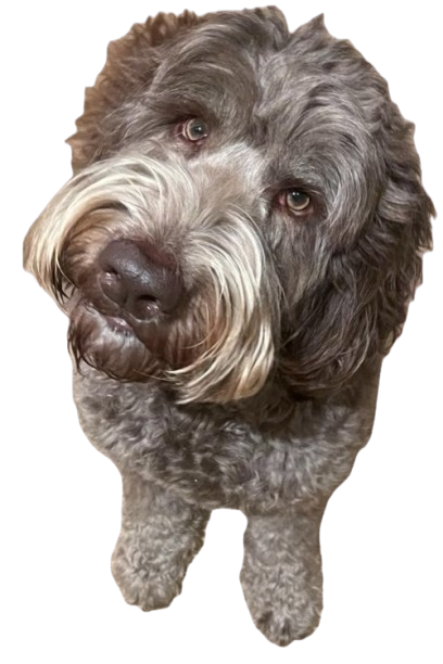 High Quality Northers Dog (Transparent) Blank Meme Template