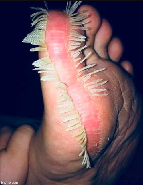 some weird alien from resident evil or clipped skin? | image tagged in cursed images,excuse me what the fuck,alien | made w/ Imgflip meme maker